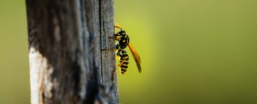 pourquoi faire appel professionnel enlever frelons