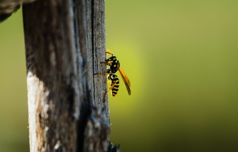 pourquoi faire appel professionnel enlever frelons