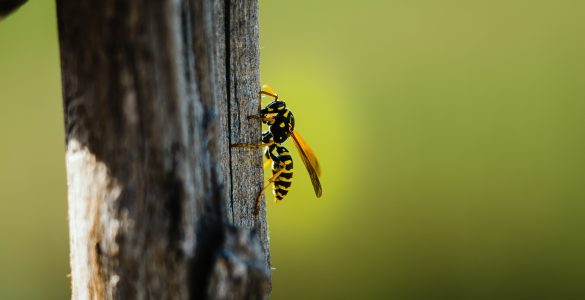 pourquoi faire appel professionnel enlever frelons